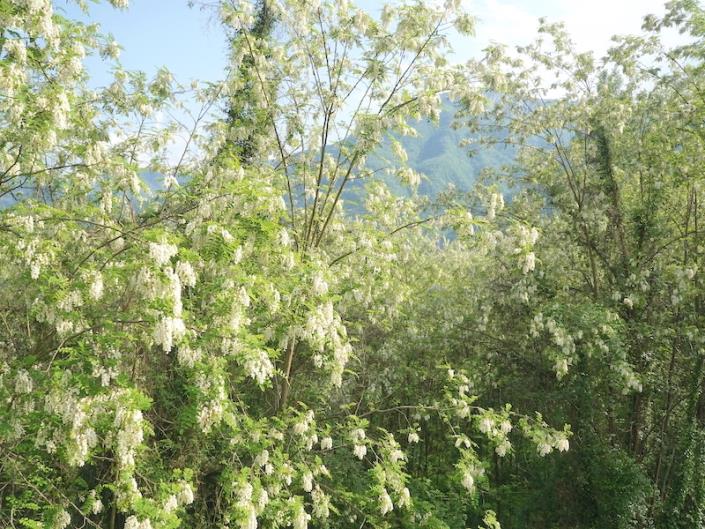 Image No.39-Maison de 5 chambres à vendre à Barga