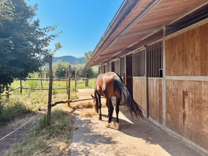 Image No.3-Ferme de 3 chambres à vendre à Capannori