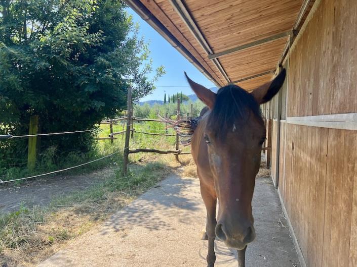 Image No.15-Ferme de 3 chambres à vendre à Capannori