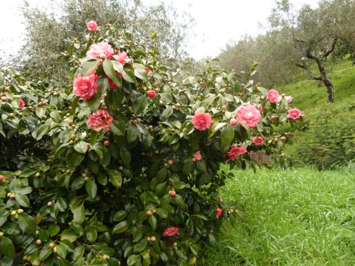Image No.7-Maison de 3 chambres à vendre à Montecatini Terme
