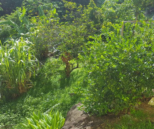 Image No.37-Maison de 6 chambres à vendre à Canaries