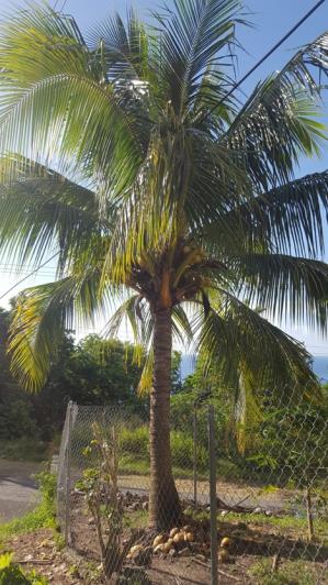 Image No.45-Maison de 6 chambres à vendre à Canaries