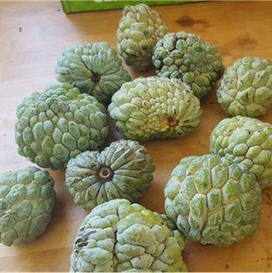 Image No.38-Maison de 6 chambres à vendre à Canaries