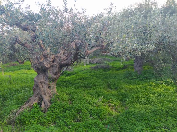 Image No.27-3 Bed Villa for sale