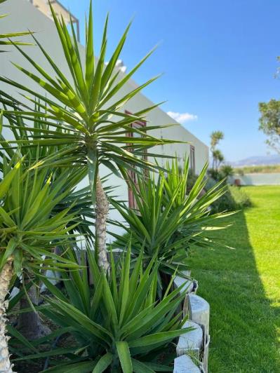 Image No.21-Villa de 3 chambres à vendre à Tympaki