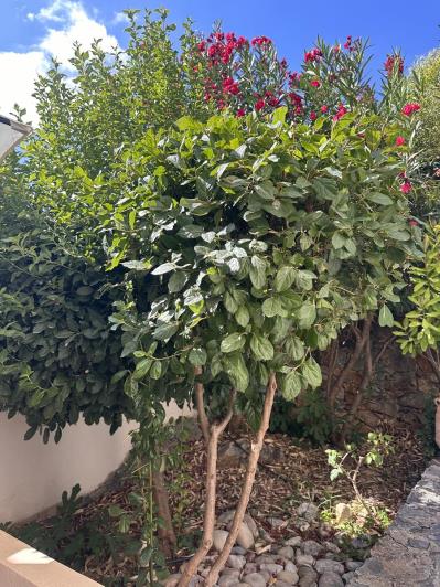 Image No.29-Appartement de 2 chambres à vendre à Souri