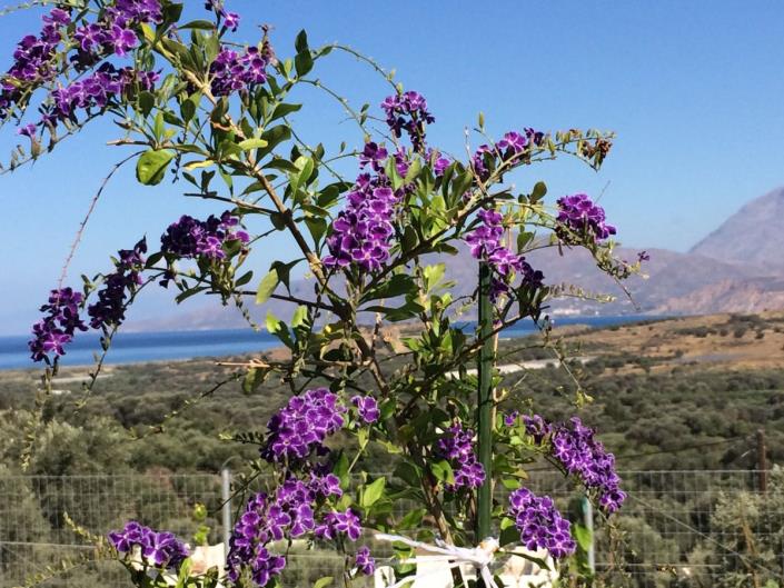 Image No.2-2 Bed Villa for sale