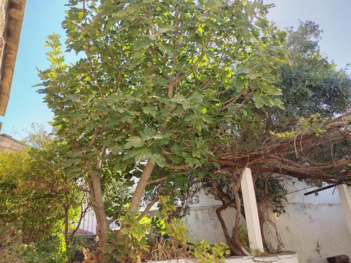 Image No.6-2 Bed House for sale