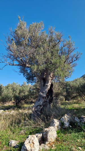 Image No.6-Land for sale