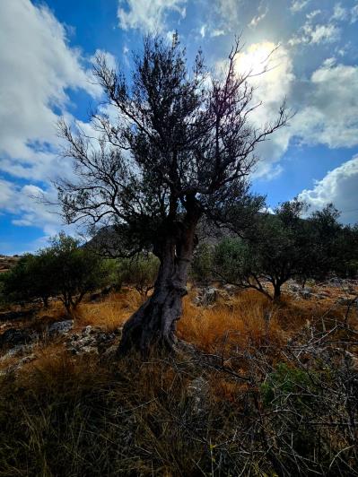 Image No.10-Land for sale