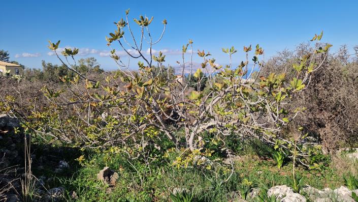 Image No.12-Land for sale