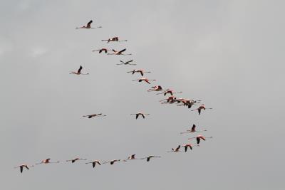 Flamingos