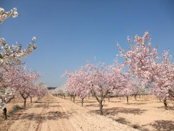 Almond-Blossom-1-Perdiz-2011