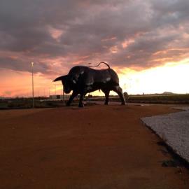 Pilar-Bull
