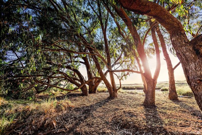 Image No.54-Bungalow de 2 chambres à vendre à Torrevieja