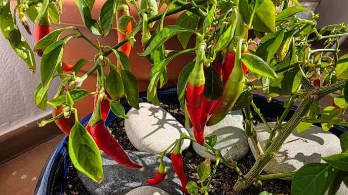 Image No.41-Maison de 3 chambres à vendre à Casares