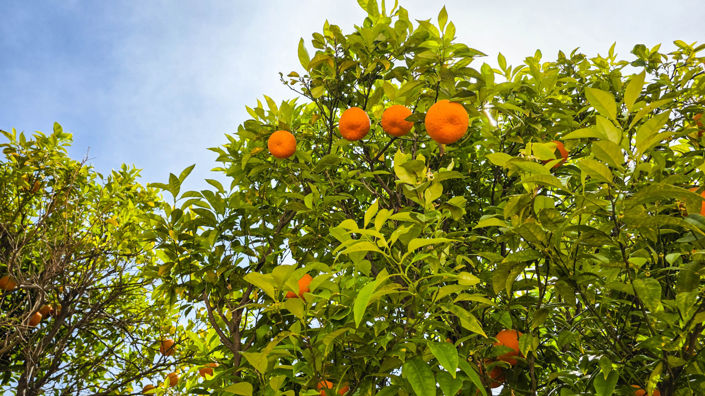 Image No.20-3 Bed Property for sale