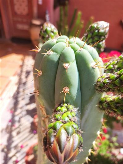 Image No.59-4 Bed Property for sale