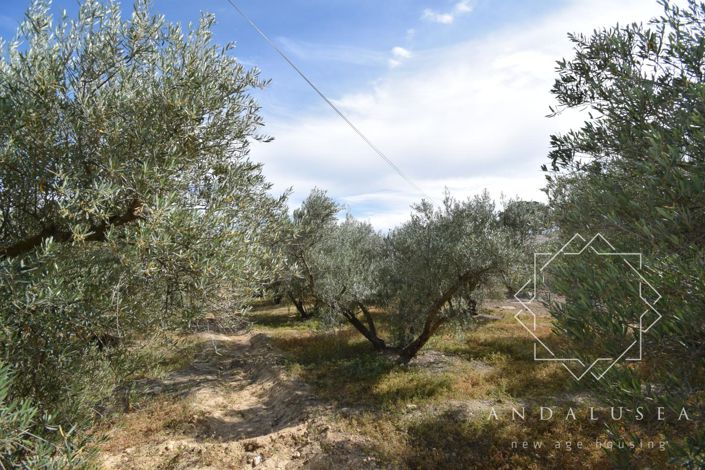 Image No.7-Terre à vendre à Almeria