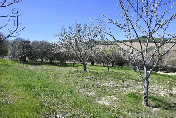 Image No.15-Ferme de 3 chambres à vendre à Torre San Patrizio