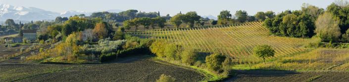 Image No.5-Vineyard for sale