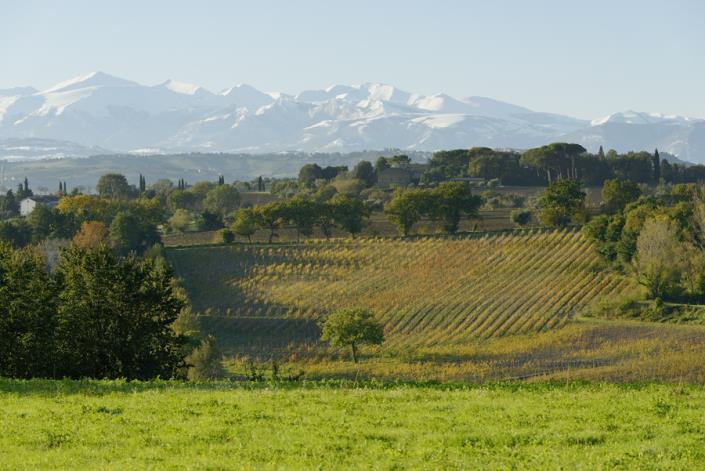 Image No.2-Vineyard for sale