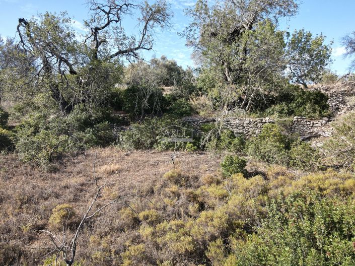 Image No.9-Terre à vendre à Loule