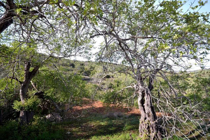 Image No.6-Terre à vendre à Loule