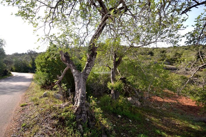 Image No.7-Terre à vendre à Loule
