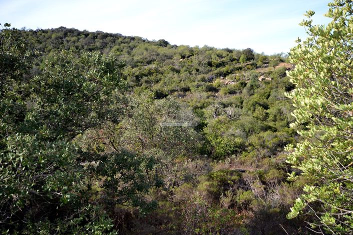 Image No.3-Terre à vendre à Loule