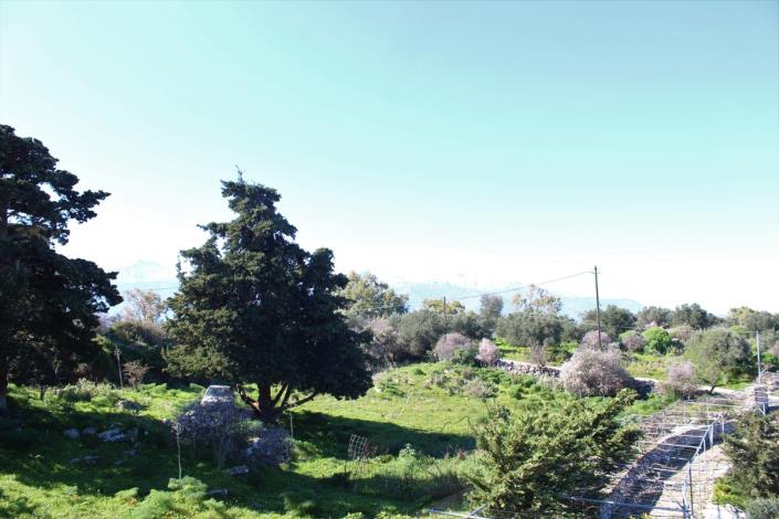 Image No.37-Terre de 5 chambres à vendre à Sellia