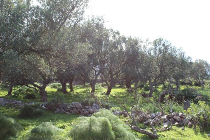 Image No.4-Plot for sale