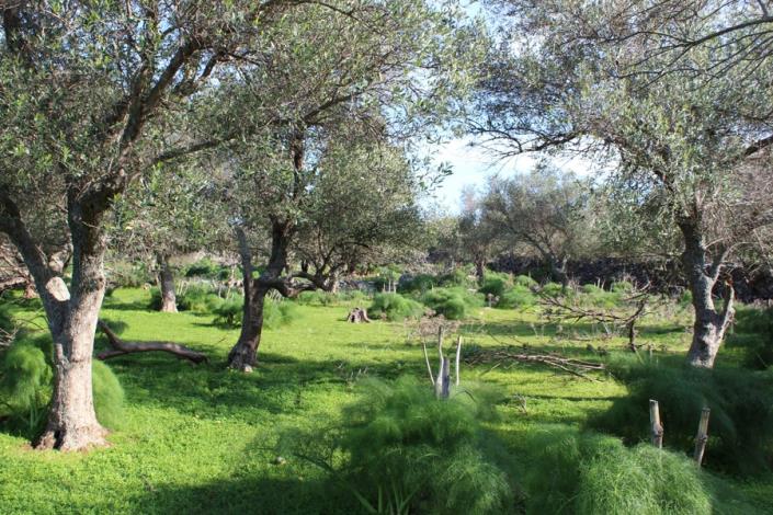 Image No.8-Plot for sale