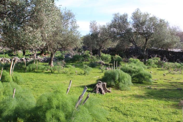 Image No.9-Plot for sale