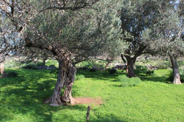 Image No.3-Plot for sale