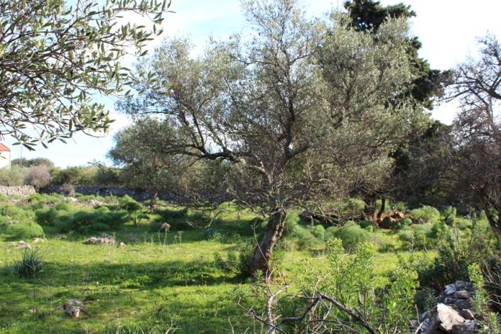 Image No.10-Plot for sale