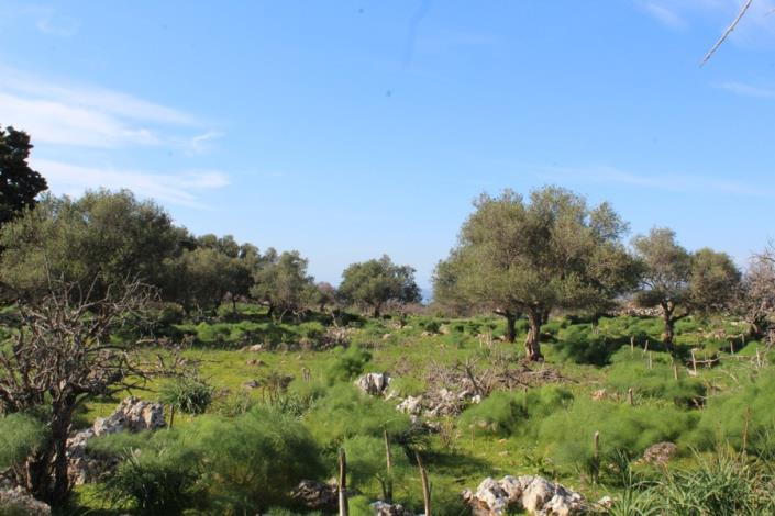 Image No.14-Plot for sale