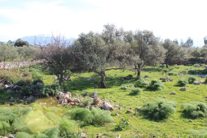 Image No.1-Plot for sale