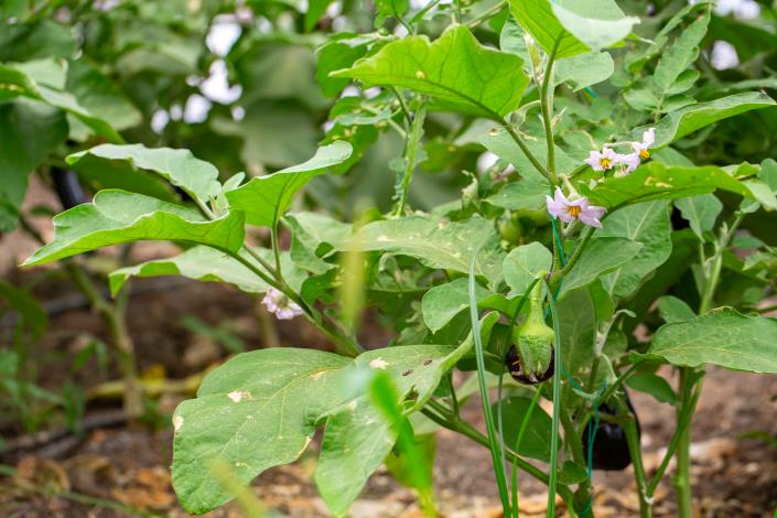 Image No.50-4 Bed Villa for sale