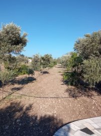 289799-elxis-at-home-in-greeceolive-grove-afa