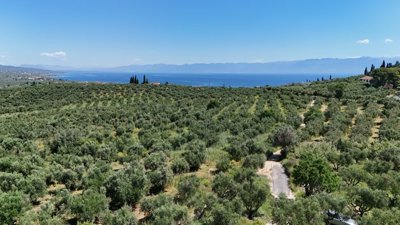 elxis20at20home20in20greecemessenian-olive-vi