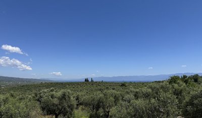 elxis20at20home20in20greecemessenian-olive-vi