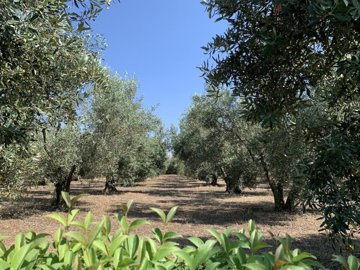elxis-at-home-in-greececountryside-villa-epan