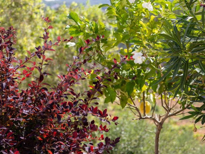 Image No.32-Villa de 4 chambres à vendre à Javea