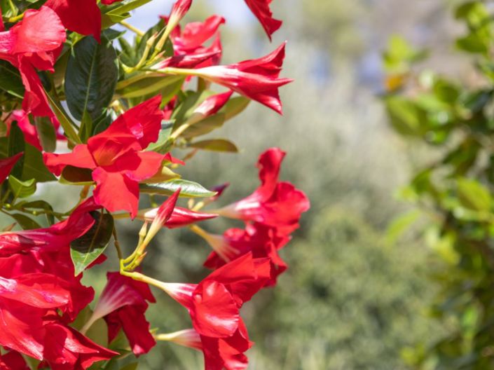 Image No.46-2 Bed Villa for sale