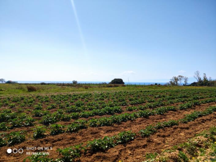 Image No.4-Land for sale