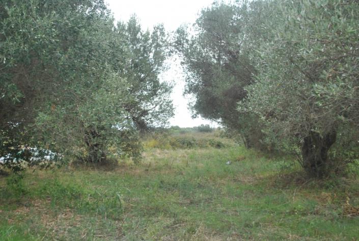 Image No.3-Plot for sale