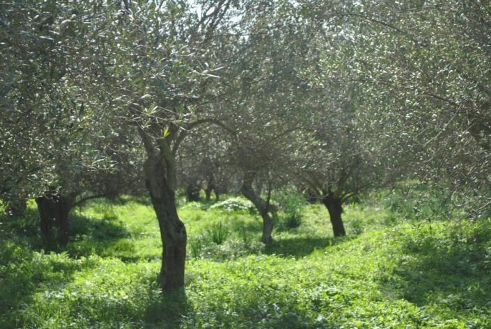 Image No.4-Terre à vendre à Agia Thekli