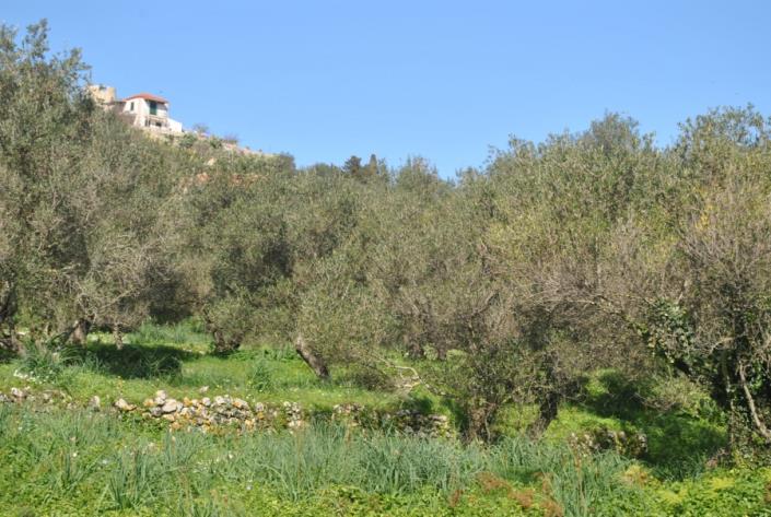 Image No.5-Terre à vendre à Agia Thekli