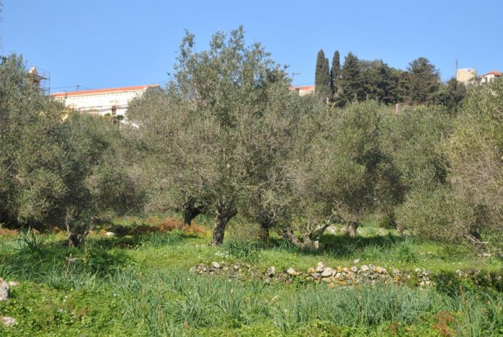 Image No.6-Terre à vendre à Agia Thekli